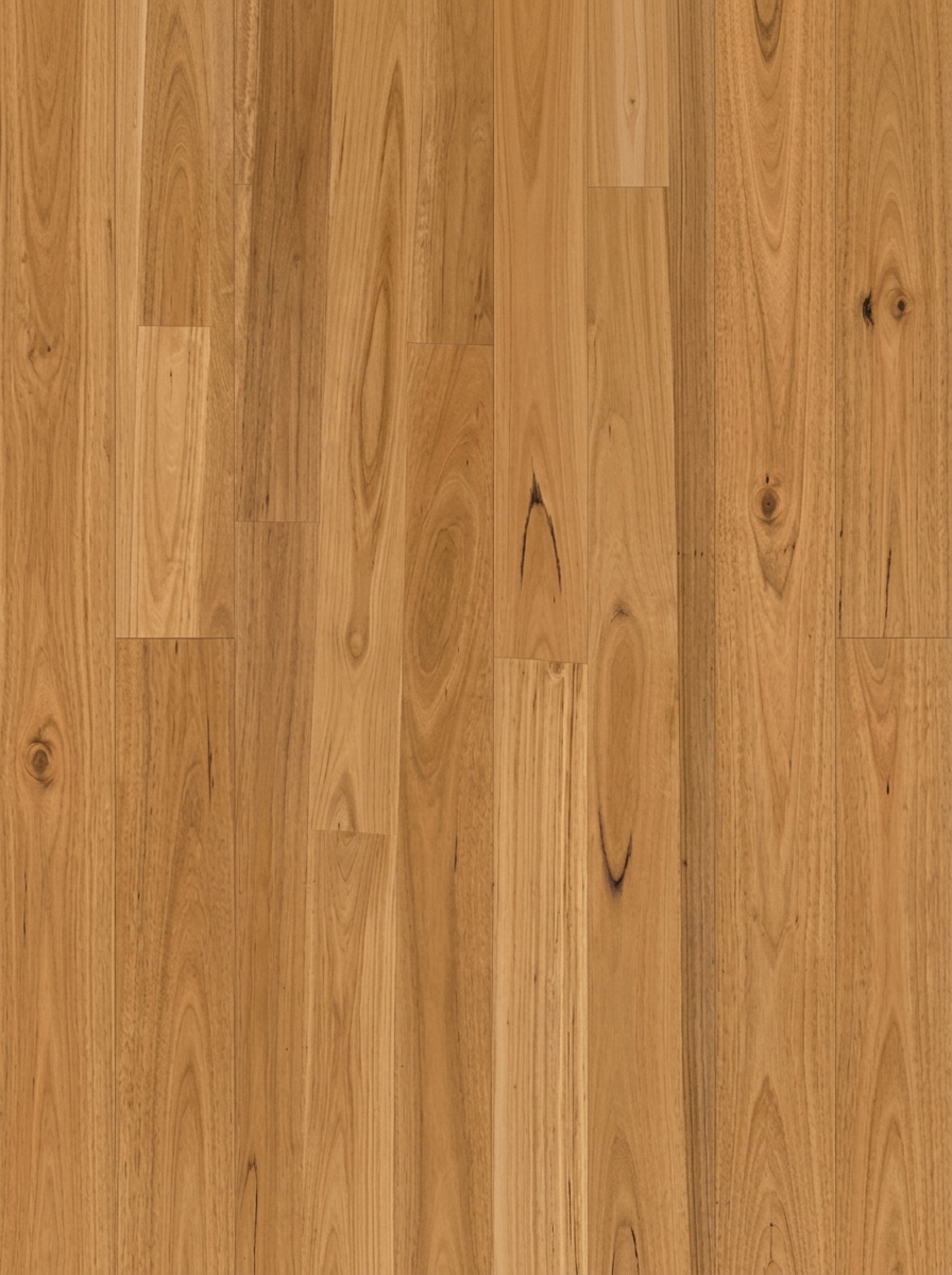 Blackbutt